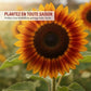 🌻 Les graines de tournesol les plus vendues ! 🌱 Faciles à cultiver, elles fleurissent magnifiquement et égayent votre jardin ! 💛