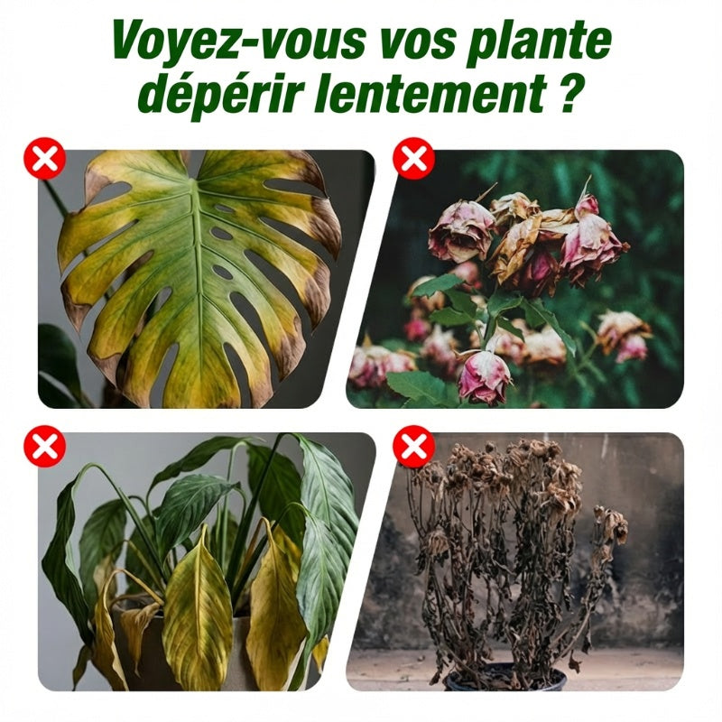 Liquide de croissance végétale 50 ml pour semis et boutures