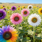 🌻 Les graines de tournesol les plus vendues ! 🌱 Faciles à cultiver, elles fleurissent magnifiquement et égayent votre jardin ! 💛