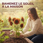 🌻 Les graines de tournesol les plus vendues ! 🌱 Faciles à cultiver, elles fleurissent magnifiquement et égayent votre jardin ! 💛
