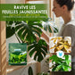 Engrais Foliaire à Effet Vert Rapide