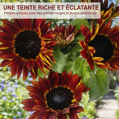 🌻 Les graines de tournesol les plus vendues ! 🌱 Faciles à cultiver, elles fleurissent magnifiquement et égayent votre jardin ! 💛