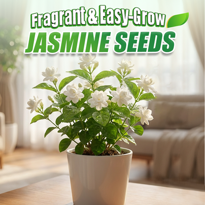 Graines de jasmin parfumées et faciles à cultiver avec engrais