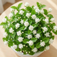Graines de jasmin parfumées et faciles à cultiver avec engrais