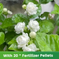 Graines de jasmin parfumées et faciles à cultiver avec engrais