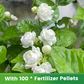 Graines de jasmin parfumées et faciles à cultiver avec engrais