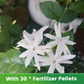 Graines de jasmin parfumées et faciles à cultiver avec engrais