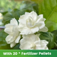 Graines de jasmin parfumées et faciles à cultiver avec engrais
