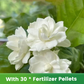 Graines de jasmin parfumées et faciles à cultiver avec engrais