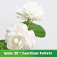 Graines de jasmin parfumées et faciles à cultiver avec engrais