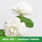 Graines de jasmin parfumées et faciles à cultiver avec engrais