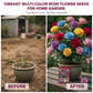 Vibrant Multi-Color Rose Flower Seeds for Home Garden