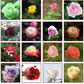 Vibrant Multi-Color Rose Flower Seeds for Home Garden