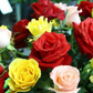 Vibrant Multi-Color Rose Flower Seeds for Home Garden