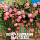 Indoor Flowering Plant Seeds