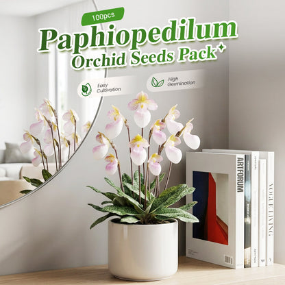 🌿 Lot de 100 Graines d'Orchidée Paphiopedilum - Haute Germination, Variétés Rares 🌸