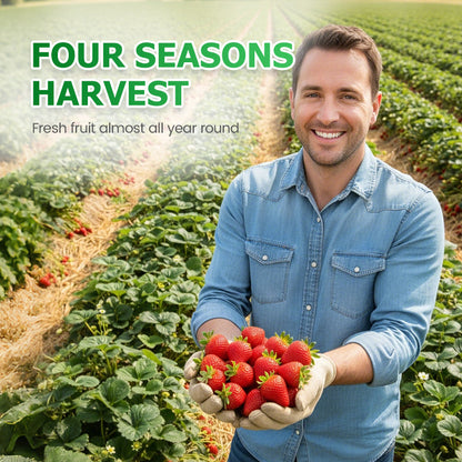 🪴Graines de fraises faciles à cultiver — semez les graines et attendez tranquillement d'obtenir une récolte rouge rubis !🍓✨